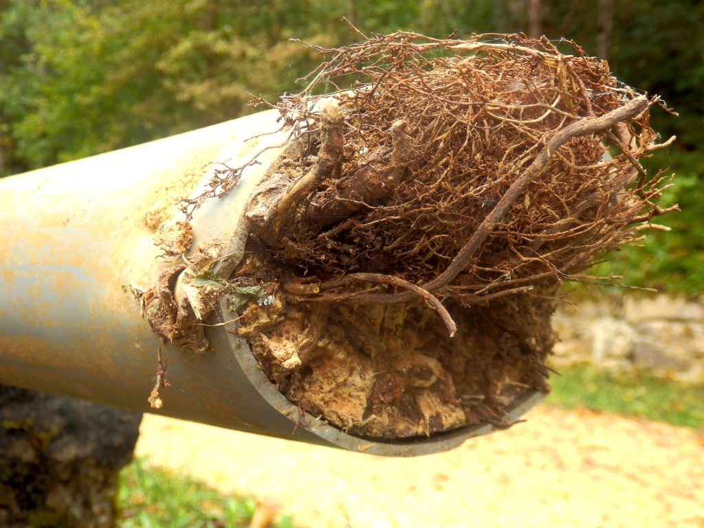 Root-invaded sewer line