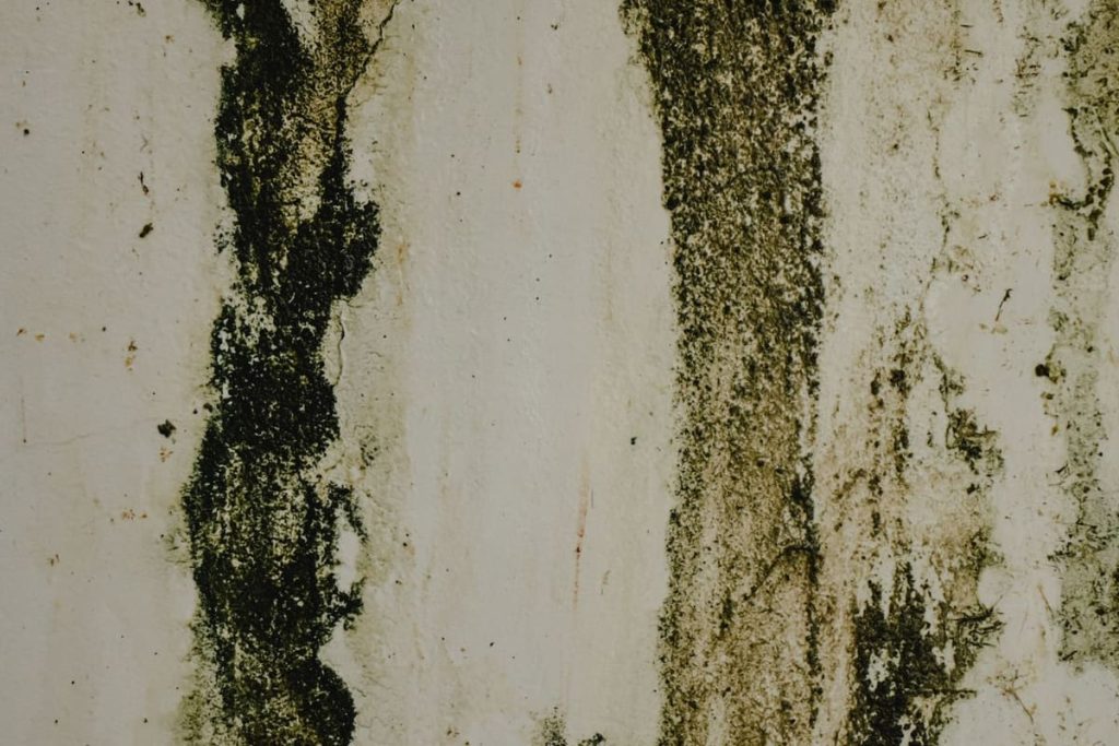 Mold streaks running down a damp wall