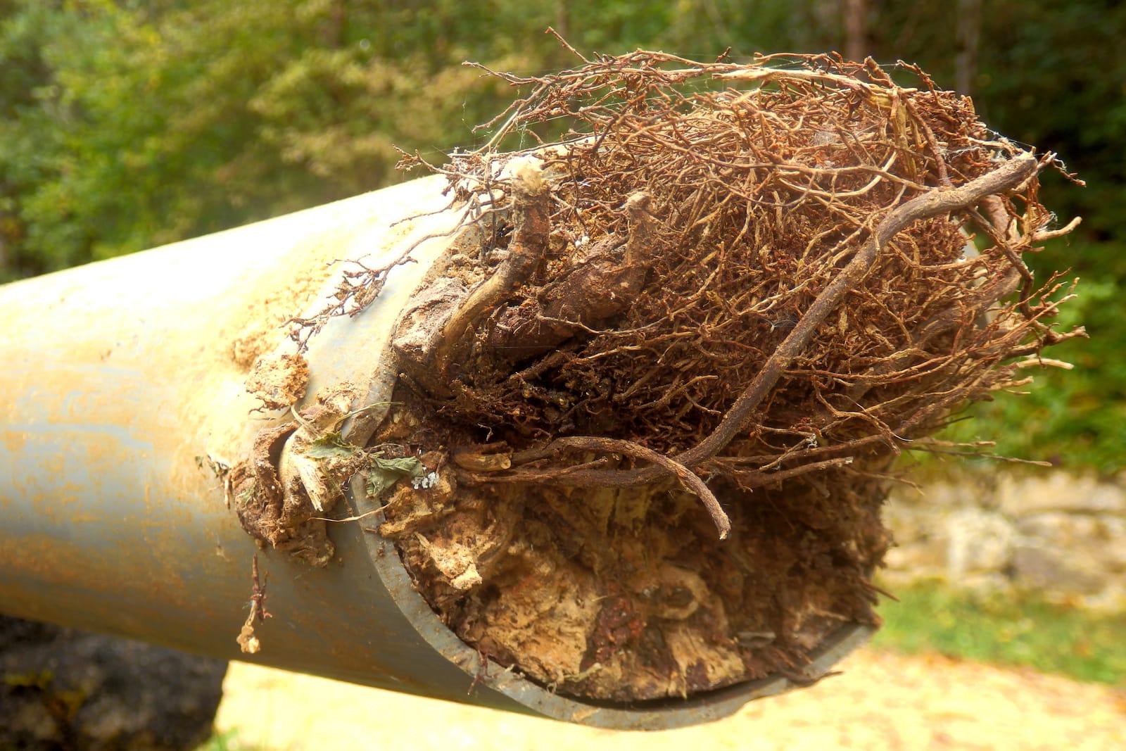 Tree roots pulled from a damaged sewer pipe